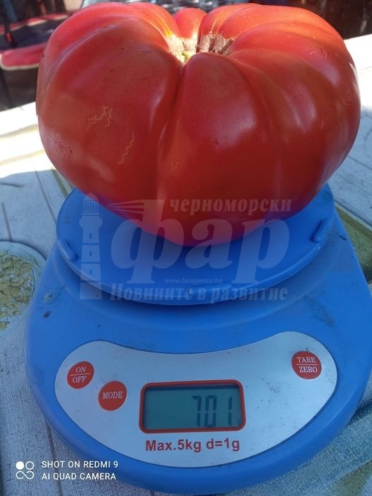 Странджански певец отгледа гигантски домат