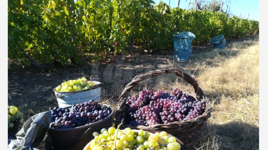 Тази есен: Виното за лозарите ще бъде горчиво