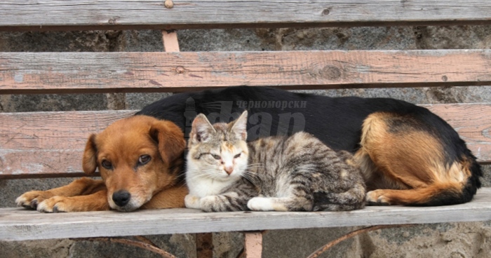 В Царево продължава кампанията „За хуманно отношение към бездомните животни“