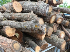 На прага на зимата: Около 2000 семейства в Руенско са без дърва
