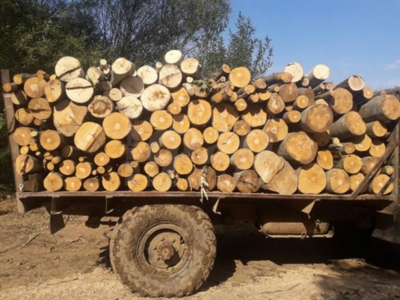 Земеделският министър отговаря за недостига на дърва за огрев в руенско