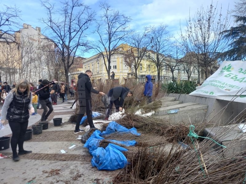 Опашка за дръвчета се изви в центъра на Бургас 