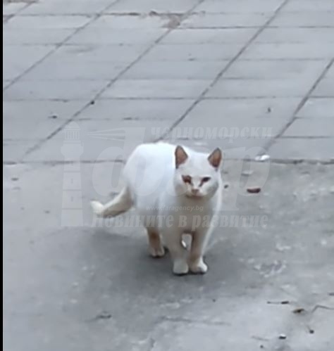 Котката на Недялко Йорданов обикаля болна улиците