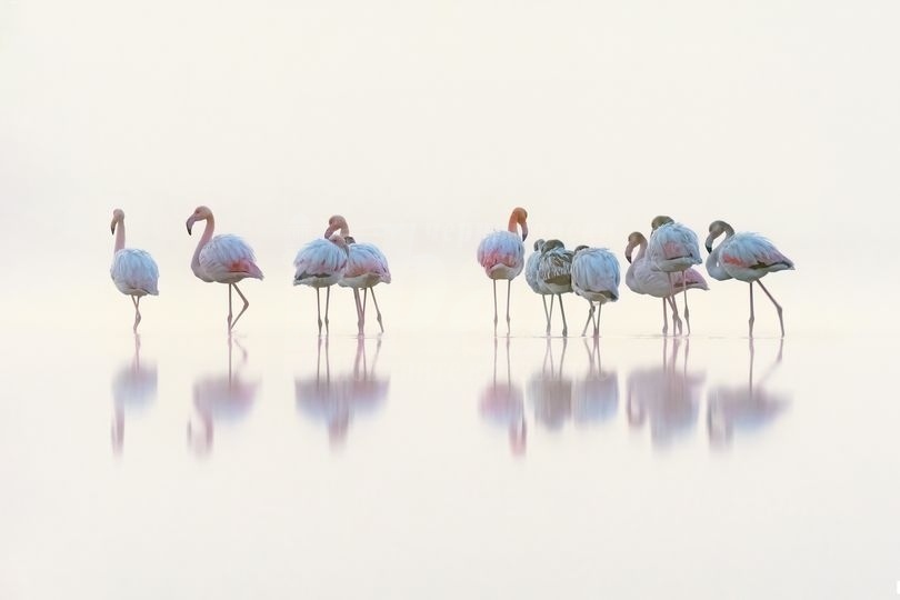 За първи път: Фламинги правят опит за гнездене в Атанасовско езеро