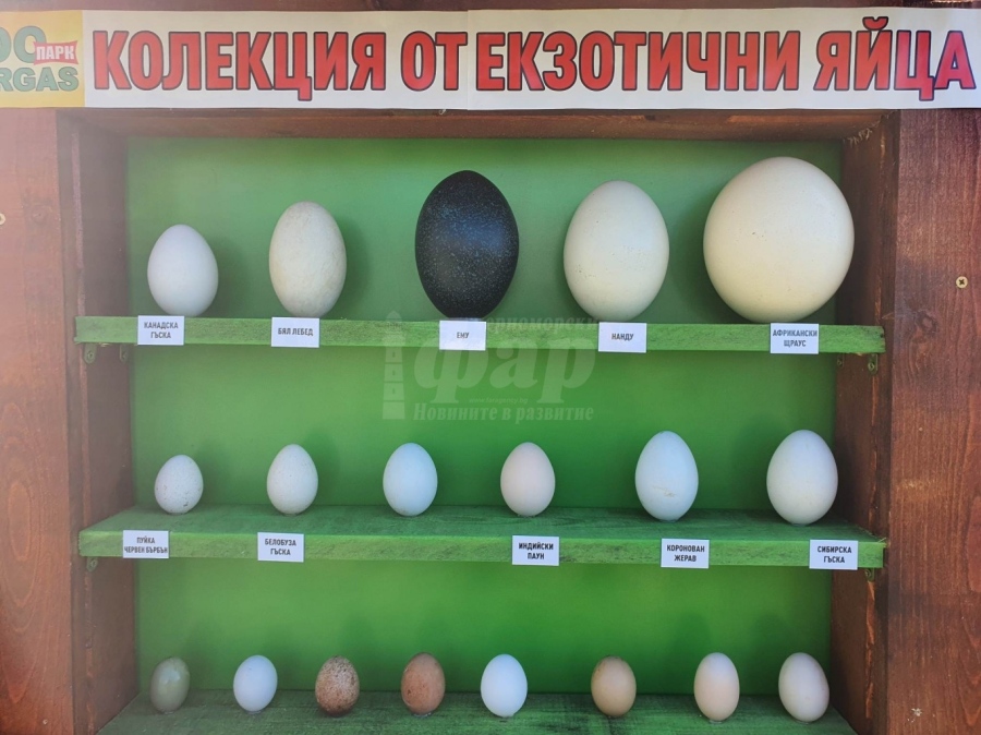 Разгледайте яйцата на птици от цял свят. Вижте къде