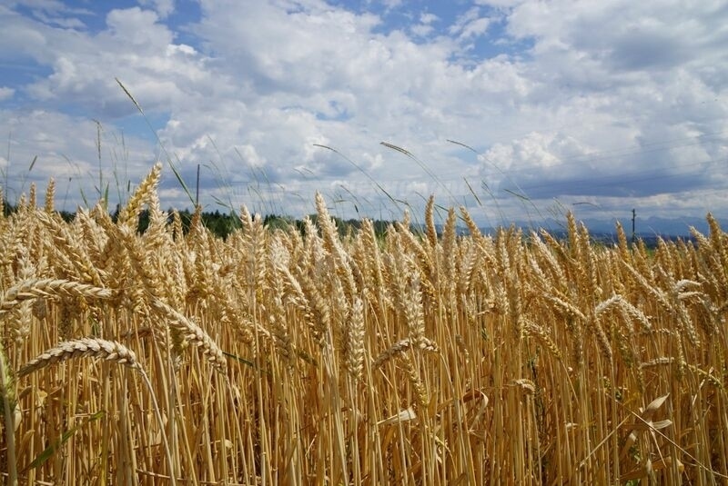 И Унгария забрани вноса на зърно и храни от Украйна