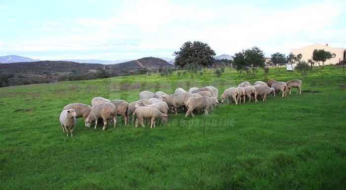 На Гергьовден: Фермери в Странджа се отказват от отглеждането на животни