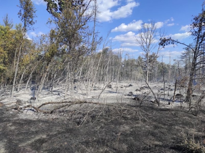 След големия пожар между Ветрен и Банево: 600 декара борова гора и сухи трови изгоряха 