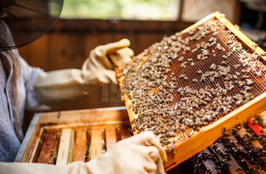 Пчеларите у нас готвят протест