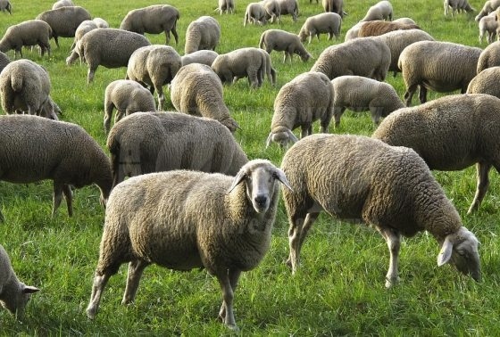 Огнище на шарка по дребните преживни животни в средецкото село Горно Ябълково,  220 овце са заболели