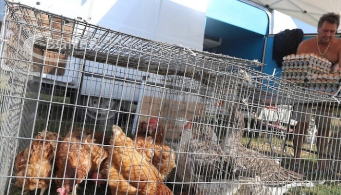 Забраниха пазарите за живи животни и животинска продукция в цялата страната