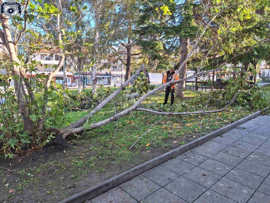 В Община Несебър разчистват паднали от бурята дървета