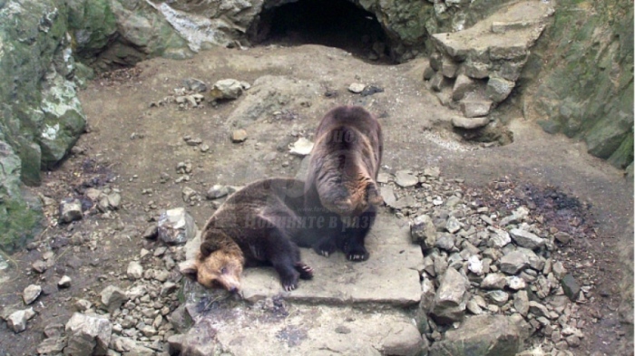  Мечките от Айтоския зоопарк ще се ширят на свобода като тези в Белица