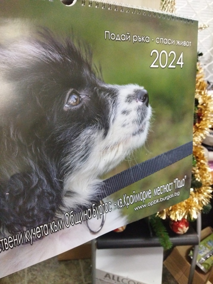 С надежда за нов приют кучетата от общинския посрещат Нова година