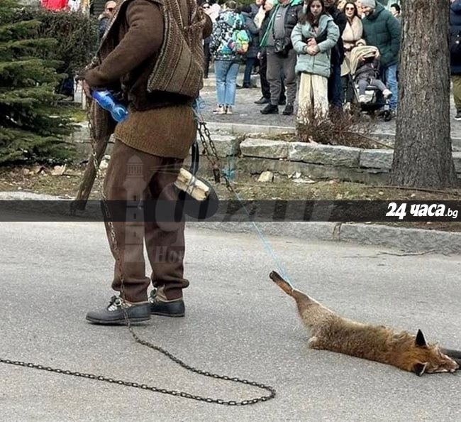 Гавра:Сурвакар влачи мъртва лисица на кукерския фестивал в Разлог