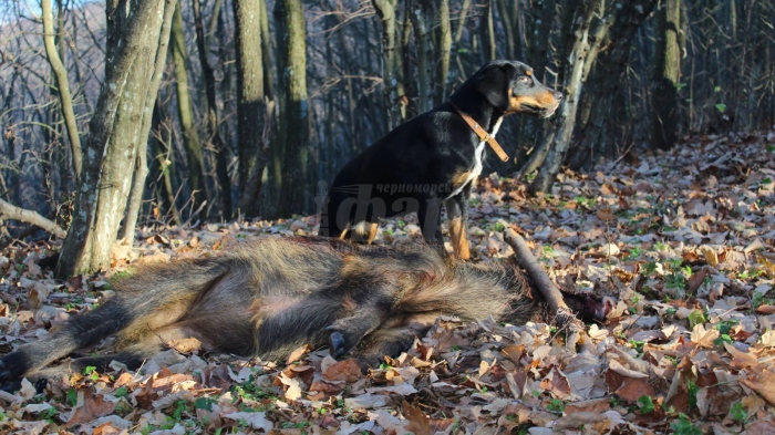  БАБХ към ловците: Изпращайте проби за изследване от всяко диво прасе