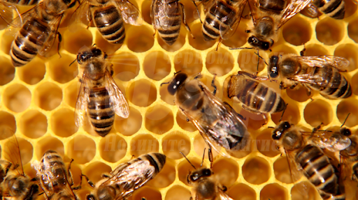 Цената на българския мед пада, но липсва пазар за тонове продукция