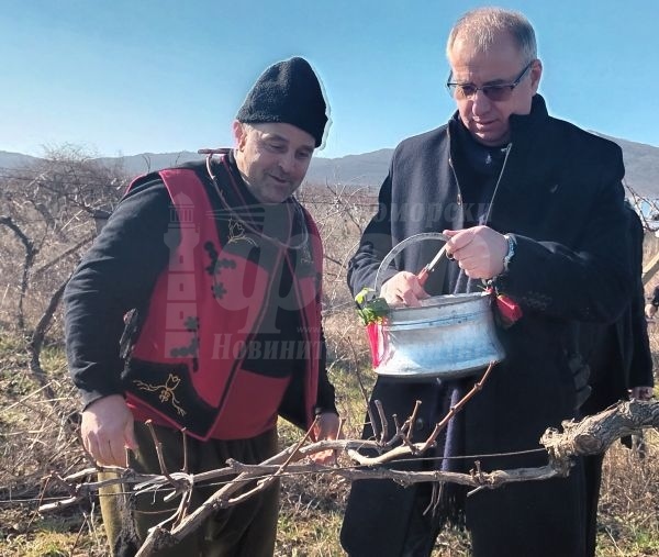 В Черноморец зарязаха лозята