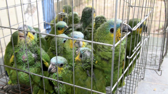 Около 600 екзотични птици не можаха да пристигнат в България, турски власти ги спряха 