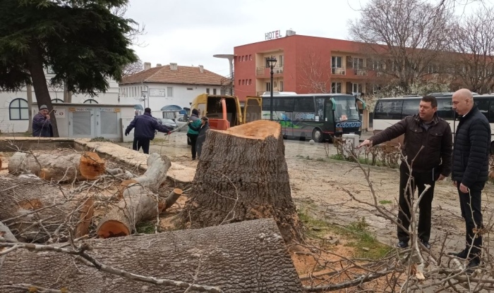 Разчистват от стари дървета и храсти терена за новата автогара в Созопол