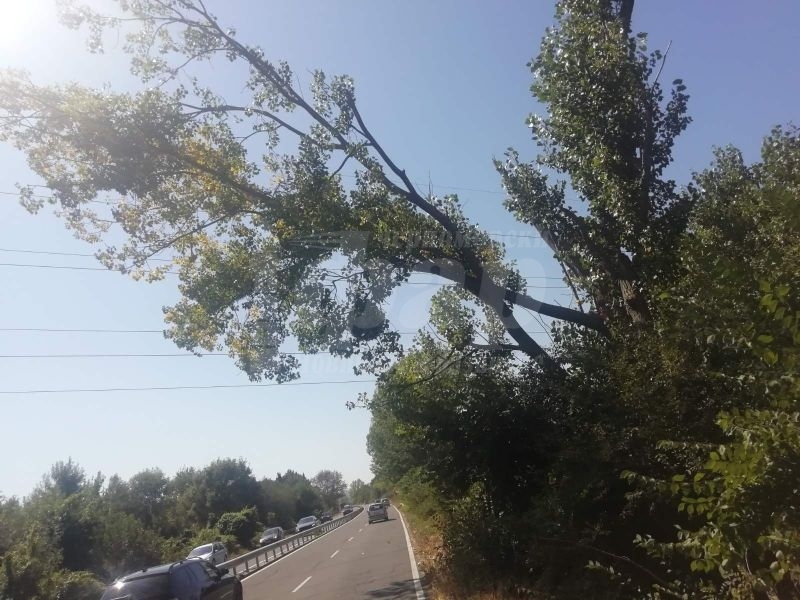   Затварят пътя Бургас -Созопол заради наклонено дърво