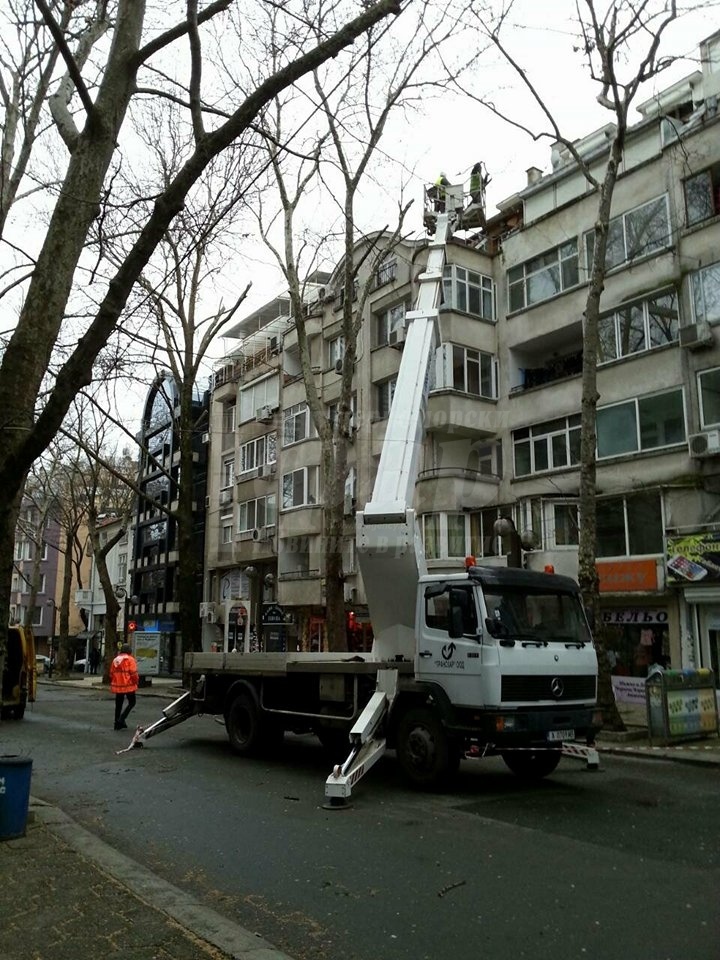 Ще се публикуват графици за подрязване на дървета