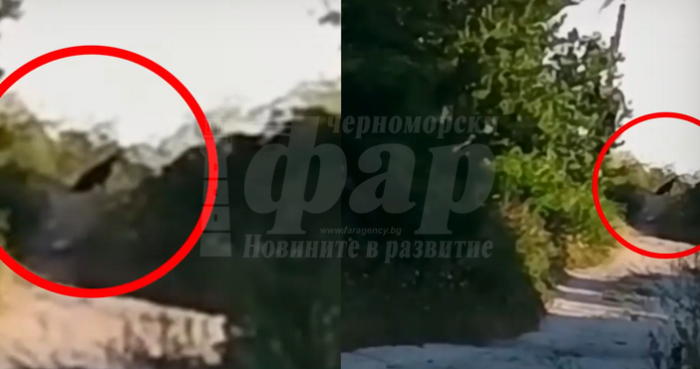 Може ли черният леопард да пристигне в Бургаска област?