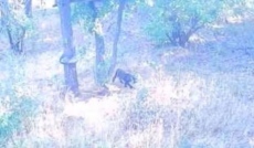 Черният леопард е забелязан отново в Шуменското плато