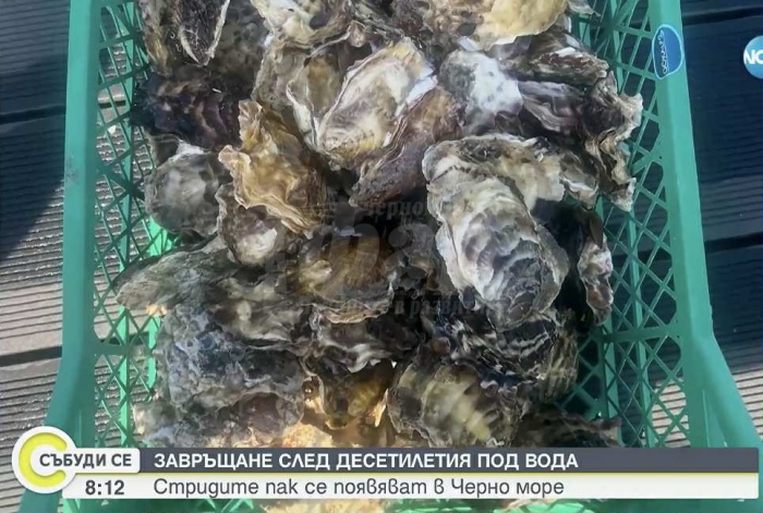 Черноморската стрида превзема Несебър