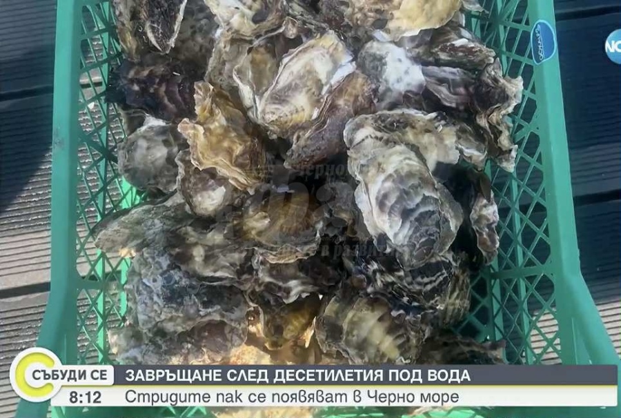 Черноморската стрида превзема Несебър