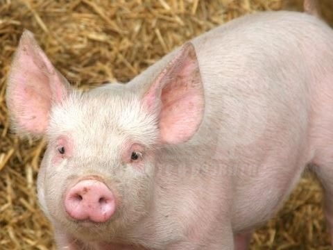 18-годишен задигна малко прасенце в Айтос