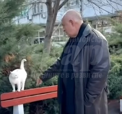 След лебеда в Приморско – Бойко Борисов позира с бяла котка от Айтос