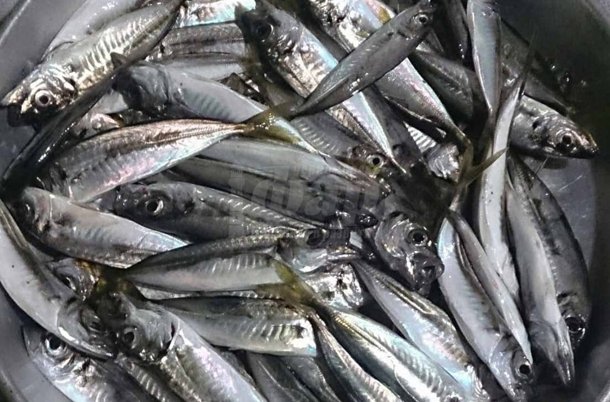 Изобилие от сафрид в Черно море, очаква се силен сезон за паламуда